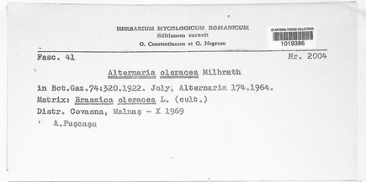 Alternaria brassicicola image